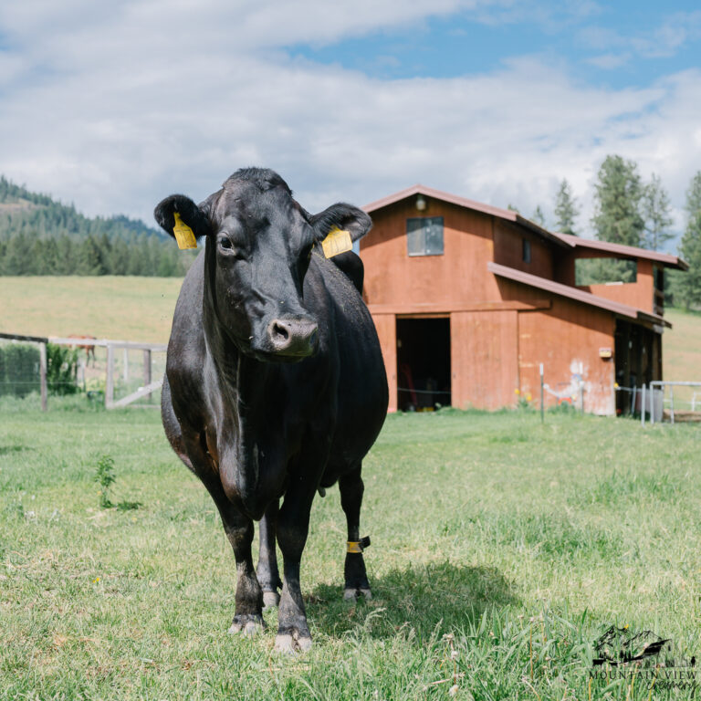 Dairy Cow in Field