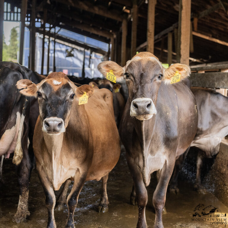 Dairy Cows in Barn