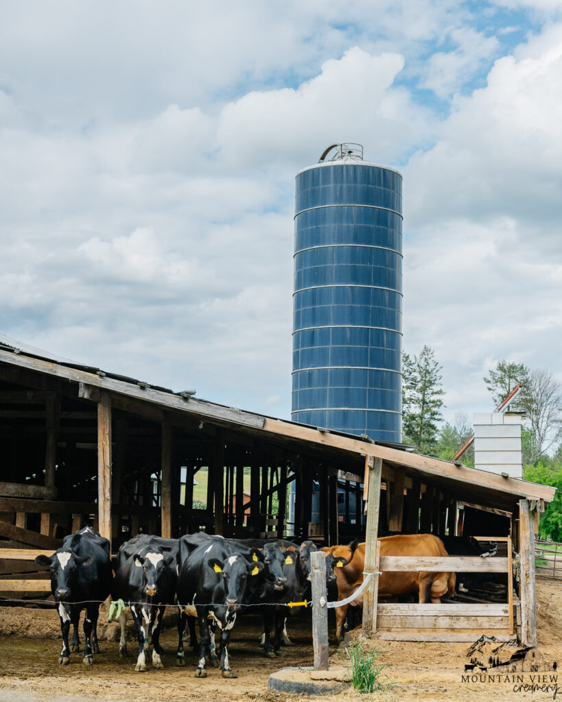 Dairy Cows & Barn