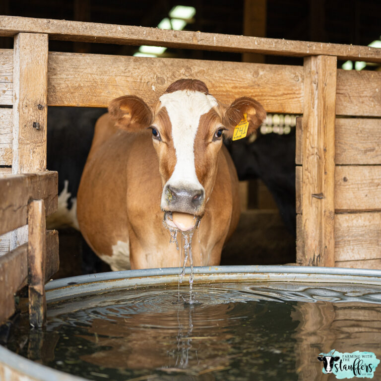 Dairy Cow Drinking Water